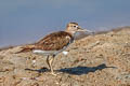 Common Sandpiper Actitis hypoleucos