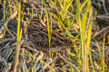 Common Snipe Gallinago gallinago