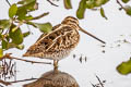 Common Snipe Gallinago gallinago