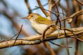 Common Tailorbird Orthotomus sutorius inexpectatus