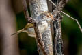 Common Tailorbird Orthotomus sutorius inexpectatus