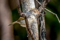 Common Tailorbird Orthotomus sutorius inexpectatus