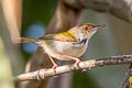 Common Tailorbird Orthotomus sutorius inexpectatus