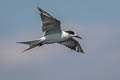 Common Tern Sterna hirundo longipennis