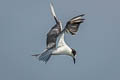 Common Tern Sterna hirundo longipennis