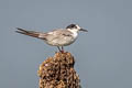 Common Tern Sterna hirundo longipennis