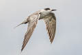 Common Tern Sterna hirundo longipennis