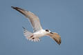 Common Tern Sterna hirundo longipennis