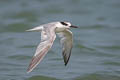 Common Tern Sterna hirundo longipennis