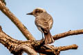 Large Woodshrike Tephrodornis virgatus verneyi