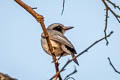 Large Woodshrike Tephrodornis virgatus verneyi