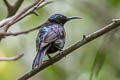 Copper-throated Sunbird Leptocoma calcostetha