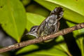 Copper-throated Sunbird Leptocoma calcostetha