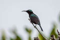 Copper-throated Sunbird Leptocoma calcostetha