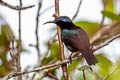 Copper-throated Sunbird Leptocoma calcostetha