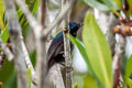 Copper-throated Sunbird Leptocoma calcostetha