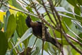 Copper-throated Sunbird Leptocoma calcostetha