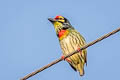 Coppersmith Barbet Psilopogon haemacephala indicus