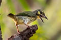 Coppersmith Barbet Psilopogon haemacephala indicus