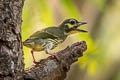 Coppersmith Barbet Psilopogon haemacephala indicus