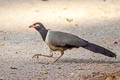 Coral-billed Ground Cuckoo Carpococcyx renauldi