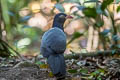 Coral-billed Ground Cuckoo Carpococcyx renauldi