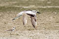 Crab-plover Dromas ardeola