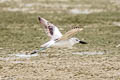 Crab-plover Dromas ardeola