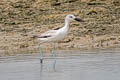 Crab-plover Dromas ardeola