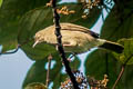 Cream-vented Bulbul Pycnonotus simplex simplex