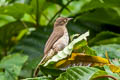 Cream-vented Bulbul Pycnonotus simplex simplex