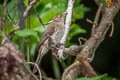 Cream-vented Bulbul Pycnonotus simplex simplex