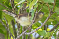 Cream-vented Bulbul Pycnonotus simplex simplex