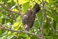 Cream-vented Bulbul Pycnonotus simplex simplex