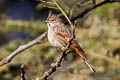 Crested Bunting Emberiza lathami