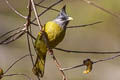 Crested Finchbill Spizixos canifrons ingrami