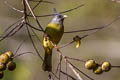 Crested Finchbill Spizixos canifrons ingrami