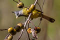 Crested Finchbill Spizixos canifrons ingrami