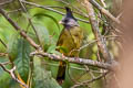 Crested Finchbill Spizixos canifrons ingrami