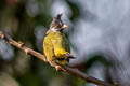 Crested Finchbill Spizixos canifrons ingrami