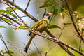 Crested Finchbill Spizixos canifrons ingrami