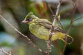 Crested Finchbill Spizixos canifrons ingrami