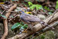 Crested Goshawk Lophospiza trivirgata indicus