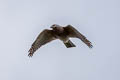 Crested Goshawk Lophospiza trivirgata indicus
