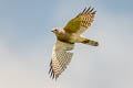 Crested Goshawk Lophospiza trivirgata indicus
