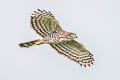 Crested Goshawk Lophospiza trivirgata indicus