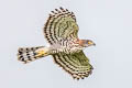Crested Goshawk Lophospiza trivirgata indicus