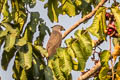 Crested Goshawk Lophospiza trivirgata indicus