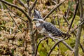 Crested Kingfisher Megaceryle lugubris guttulata 