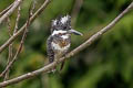 Crested Kingfisher Megaceryle lugubris guttulata 